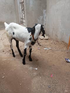 Abluck bakri for sale