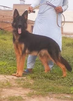 King Shepherd Male available for a