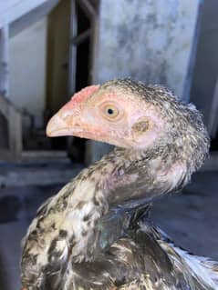 Aseel Jawa chicks  || Age 75 days