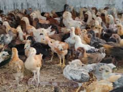 Golden Misri Chikcs | Hens | Patha | 500 Gram | Desi Chicks | چوزہ