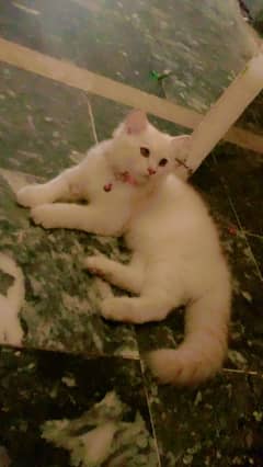Persian