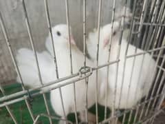breeder pairs