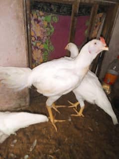 herra