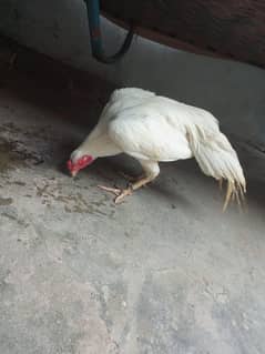 heera bareeder