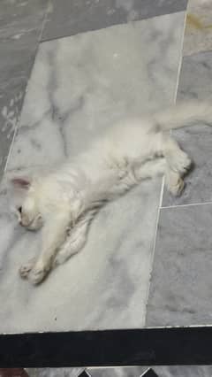 Persian