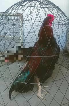 lakha mushka aseel murga