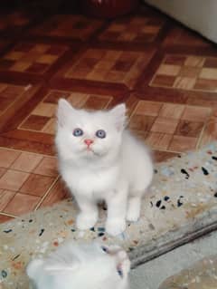 Persian