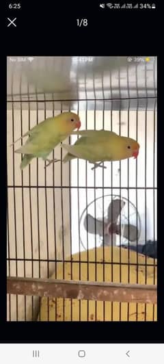 love bird breeder pair
