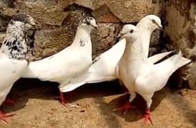 Pigeon 2 pair & 1 piece white nr available for sale 0308-5000940
