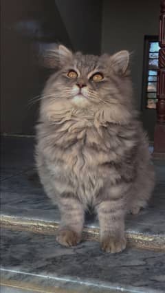 Triple coated with extra furr