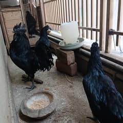 Ayam