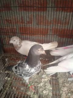 kabootor or baby pigeons
