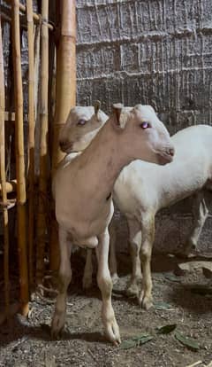 White tedda pair 9 months dono male