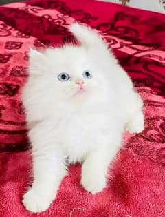 persian