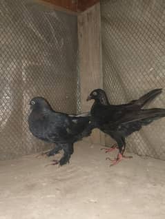 healthy active bird's for sale ready to breed