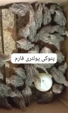 batair for sale . . .  بٹیر برائے فروخت