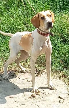 pure English pointer female 15 month full train jall and fair healthy