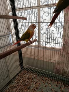 Conure Males