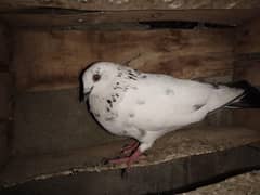 kabli