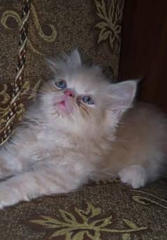 persion kitten for sale