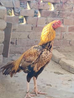 peela