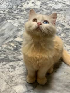 Pure Persian Cat