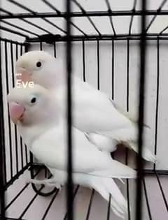 Albino/ino  breeder Pair
