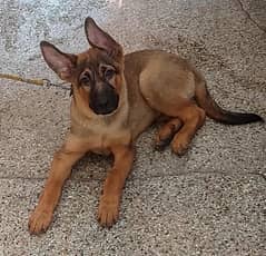 for sale
