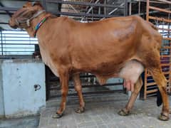 PURE SAHIWAL COW  03312110311