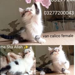CFA bloodline pure pershion semi punch face Tripple coated kitten