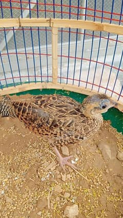 KALA Sindhi Male