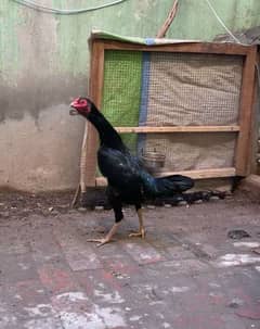 Black king shamo female for sell