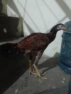 ghr