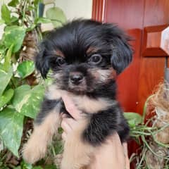 Shihtzu's
