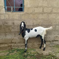 beetle Bakra khassi for sale