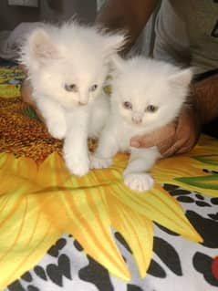 Persian