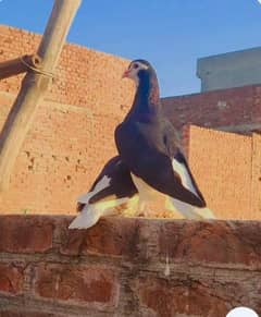 sherazi kabootar