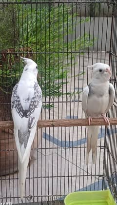 cockatiels