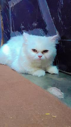 cats for sell