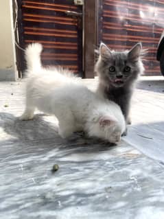 Persian kitten pair for sale