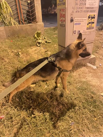 German shepherd stock coat