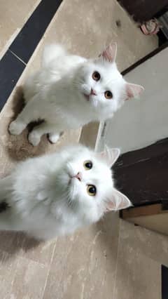 WhitePersian Cat Pair