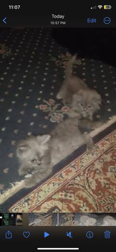 Persian