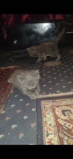 Persian kittens