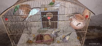 All Bird  very active