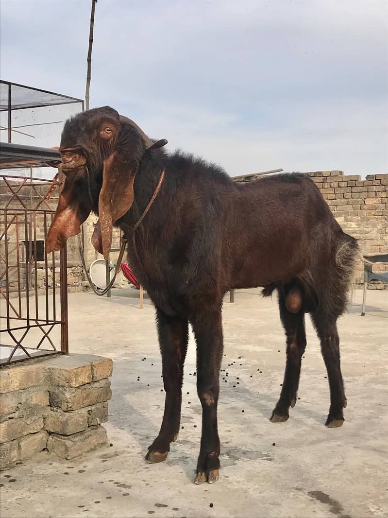 bakra for sale - Goats - 1101923284