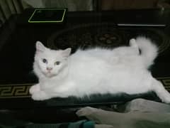 White Persian cat for sale
