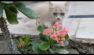 2 Months Tripple Coated Persian Kittens for Sale
