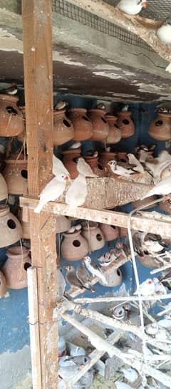 finches java budgies