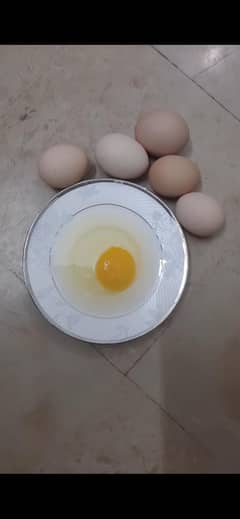 desi eggs